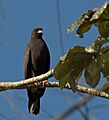 Rostrhamus sociabilis -Vale do Ribeira, Registro, Sao Paulo, Brazil-8