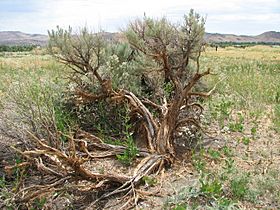 Sagebrush with shattered trunk