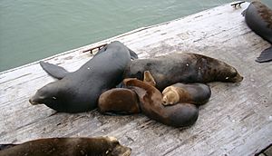 Sea lion family