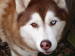 Siberian Husky copper bi-eye