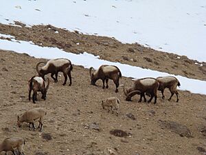 Siberian ibex (Capra sibirica) 04