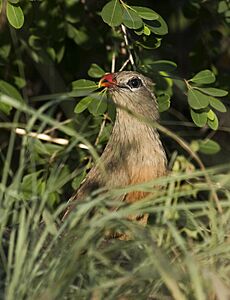 Sirkeer Cuckoo by N.A. Naseer