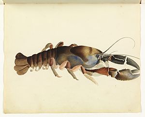 Sketchbook of fishes - 34. Fresh water crayfish William Buelow Gould, c1832
