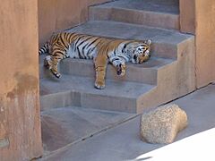 Sleeping tiger Rio Grande Zoo