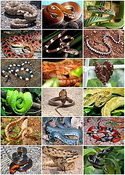 Common pipe snakes - Encyclopedia of Life