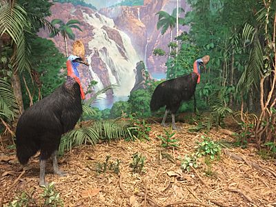 Southern Cassowary, Denver Museum of Nature and Science