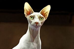 Sphynx - ChickenCat - edit