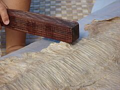 Starr 061106-1467 Broussonetia papyrifera