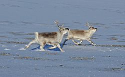 Svalbard-Reindeer-Running