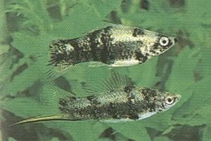 Swordtail2med