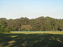 Sydney Turpentine-Ironbark Forest, Yaralla Estate, Concord West, NSW, 2
