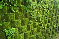 Taiwan 2009 JinGuaShi Historic Gold Mine Moss Covered Retaining Wall FRD 8940