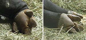 Tapir hooves