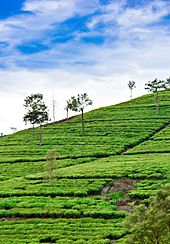 Tea Estate in Bandarawala