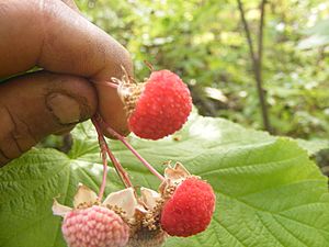 Thimbleberry (Rubus parviflorus) -- fruits