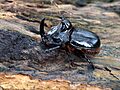 Trichogomphus mongol (Arrow,1908) 60 mm Rhinoceros Beetle male (7941206664)
