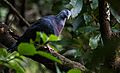 Trocaz Pigeon Madeira