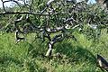 Twisted aspen tree (Crooked Bush, Saskatchewan, 2008)