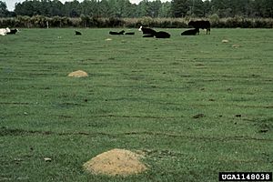 UGA1148038 S. invicta mounds over farmland