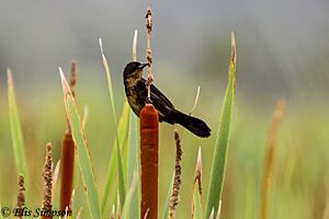 Unicoloured Blackbird (Agelasticus cyanopus) (Female)