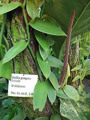 Vanilla pompona (Botanischer Garten TU Darmstadt).jpg