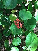 Viburnum lantanoides (hobblebush) Vermont 2018 Sep