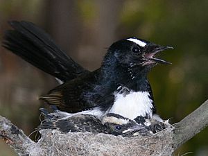 Wag tail on nest closer