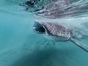 Whale Shark (Rhincodon typus) with open mouth in La Paz, Mexico