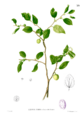 Zizyphus jujuba Blanco1.59