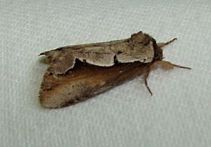 - 7929 – Nerice bidentata – Double-toothed Prominent Moth.jpg
