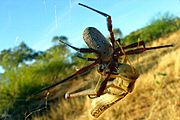 A169, Mary Kathleen, Queensland, Australia, golden orb weaver spider and locust, 2007