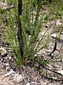 Acacia Beadleana - H6 - 24201657696