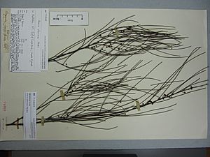 Acacia alleniana Maiden (AM AK74869).jpg
