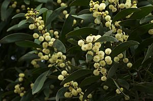 Acacia melanoxylon.jpg