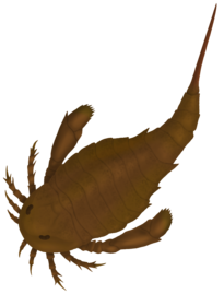 Adelophthalmus irinae