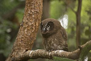 Aegolius funereus -Innsbruck Zoo, Austria -juvenile-8a