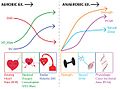 Aerobic Anaerobic Exercise Adaptations