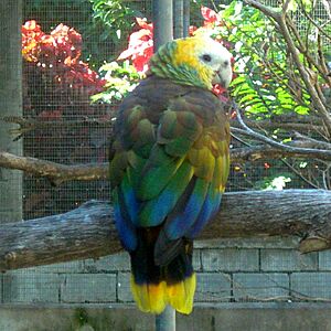 Amazona guildingii -Botanical Gardens -Kingstown -Saint Vincent-8a-4c