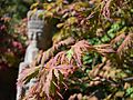 Anderson Japanese Gardens Rockford Illinois - Japanese Maple Leaves