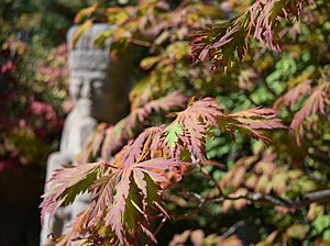 Anderson Japanese Gardens Rockford Illinois - Japanese Maple Leaves