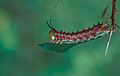 Anisota virginiensis larva2