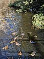 Aptos Creek birds