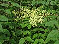 Aralia elata 5