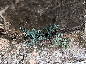 Highly-divided small bluish-green fern growing from rock crevice