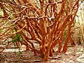 Arrayan luma apiculata