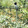 Asian Paradise Flycatcher- Male at Himachal I2 IMG 2939