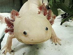 AxolotlBE