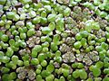 Azolla filiculoides and L.minor