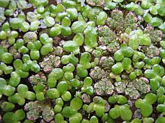 Azolla filiculoides (pink-tinged) growing together with Lemna minor duckweed