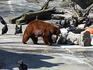Bear Mtn Zoo